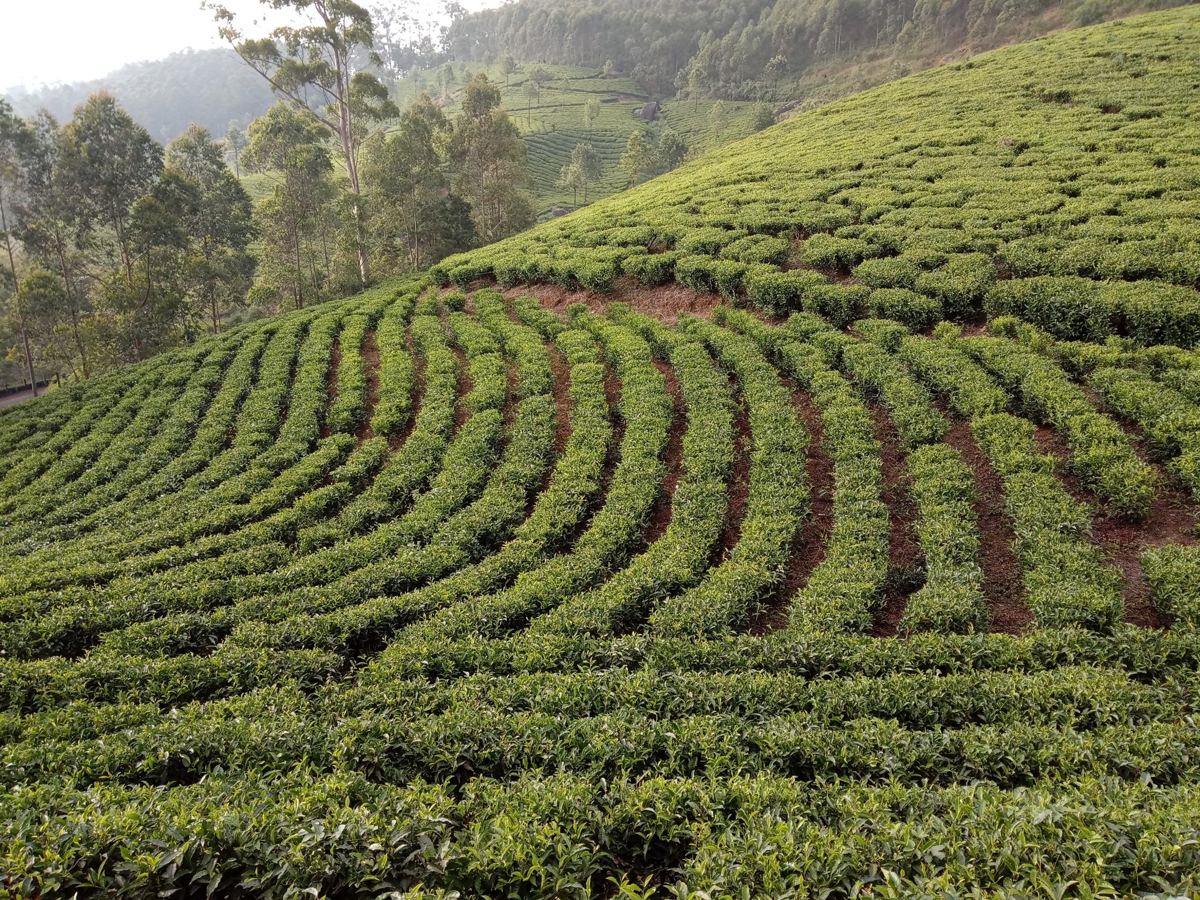 Tea estate in Munnar